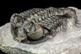Coltraneia Trilobite Fossil - Huge Faceted Eyes #75453-3